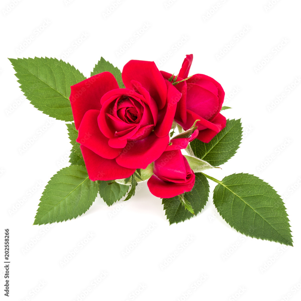 Obraz premium red rose flower bouquet isolated on white background cutout