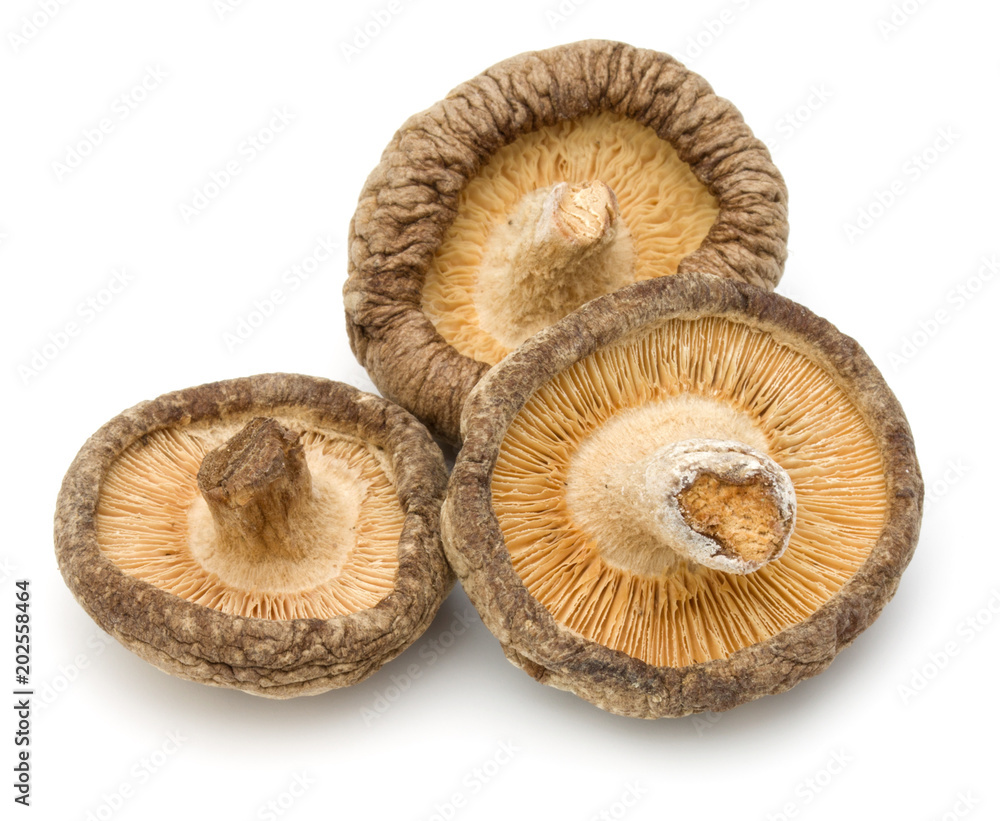 Dried Shiitake Mushroom isolated on white background Dried Shiitake Mushroom isolated on white background