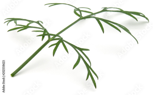 Close up shot of branch of fresh green dill herb leaves isolated on white background © Natika