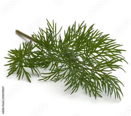 Close up shot of branch of fresh green dill herb leaves isolated on white background