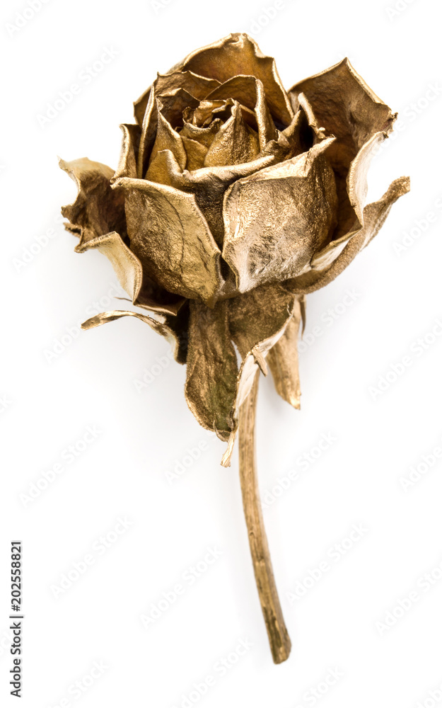 Fototapeta premium One gold rose isolated on white background cutout. Golden dried flower head, romance concept.
