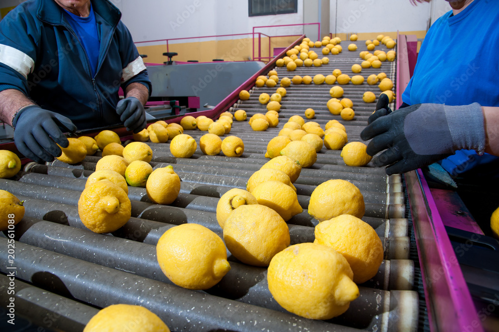 Φωτογραφία Lemons of the varity Femminello Siracusano on the conveyor of a production line