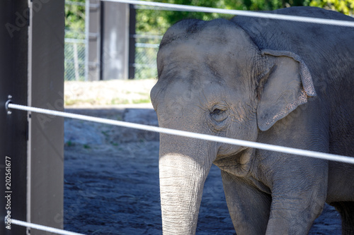 An elephant stands by the fence