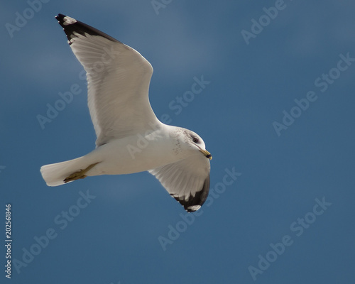 Seagull hovering in ble sky