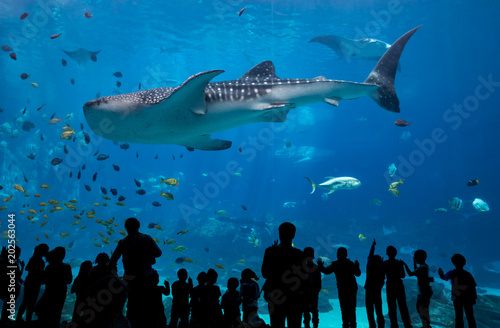 Children Look On As Whale Shark Passes