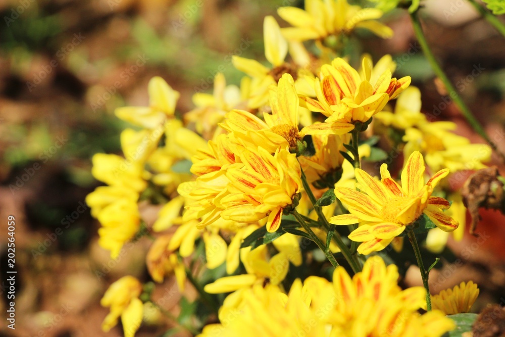 Chrysanthemums flower is beautiful in the garden Chrysanthemums flower is beautiful in the garden