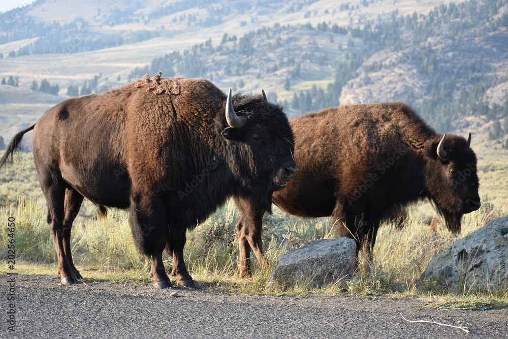 Bison, Yellowstone National Park, Buffalo, Wild Animals, Mammals, Nature, Grasslands, Mating, National Park, Wyoming