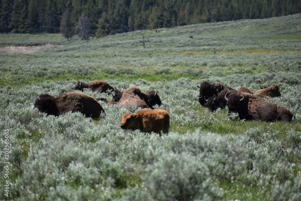 Fototapeta premium Bison, Yellowstone National Park, Buffalo, Wild Animals, Mammals, Nature, Grasslands, Mating, National Park, Wyoming