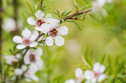 Manuka Flower, from which honey with medicinal benefits is made