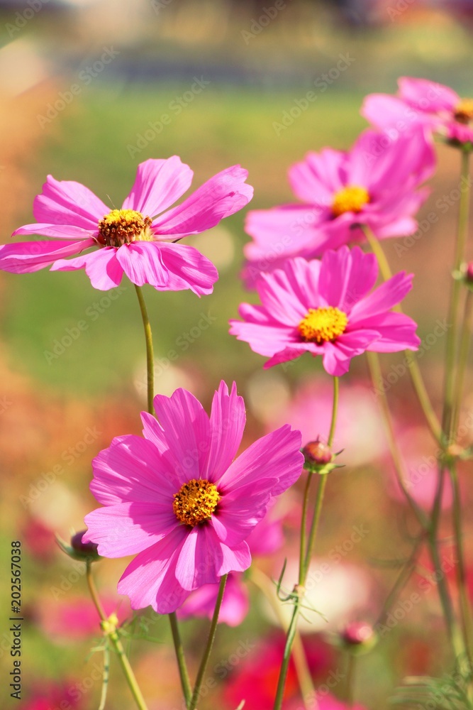 Beautiful cosmos colorful flowers in the garden Beautiful cosmos colorful flowers in the garden