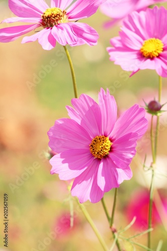 Beautiful cosmos colorful flowers in the garden