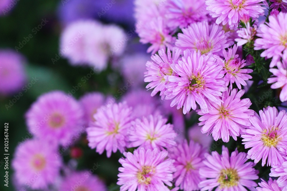 Chrysanthemums flower is beautiful in the garden Chrysanthemums flower is beautiful in the garden