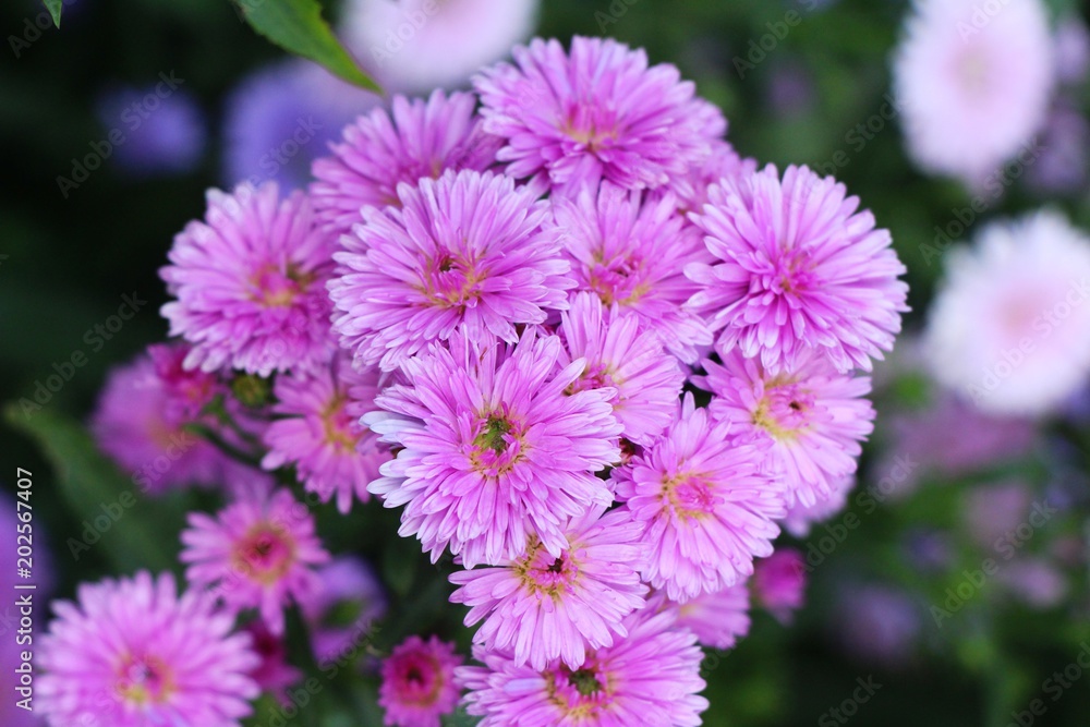 Chrysanthemums flower is beautiful in the garden Chrysanthemums flower is beautiful in the garden