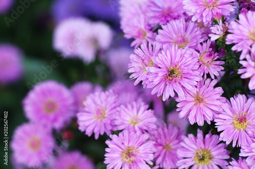 Chrysanthemums flower is beautiful in the garden