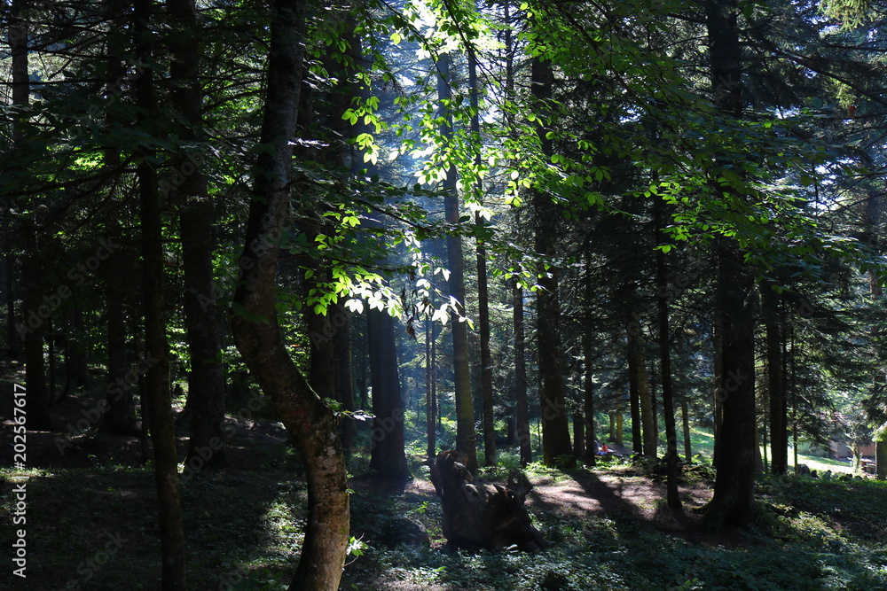 Obraz premium lightbeam in forest