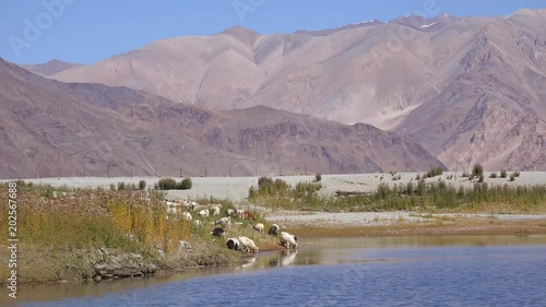 Herd of sheeps and Changthangi or Kashmir Pashmina goat drinking water from Pangong Tso freshwater lake against picturesque Himalaya mountain range. Livestock grazing in highlands. Ladakh, India photo