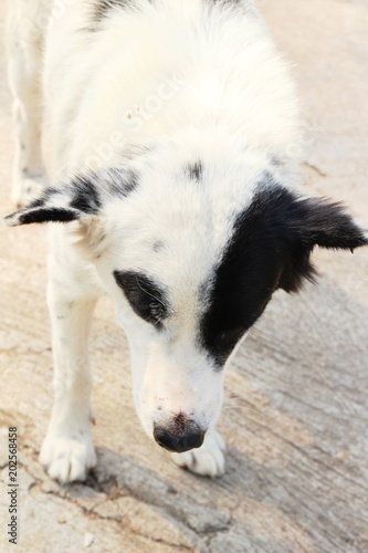 White dog cute is staring on floor