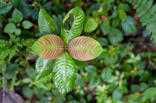 leaf in forest