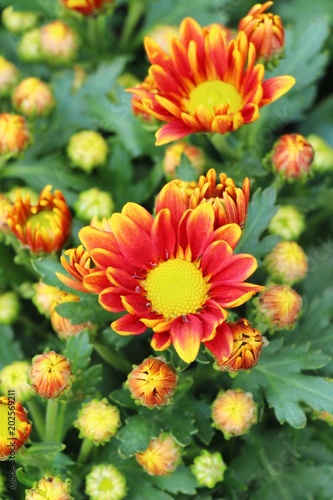 Chrysanthemums flower is beautiful in the garden