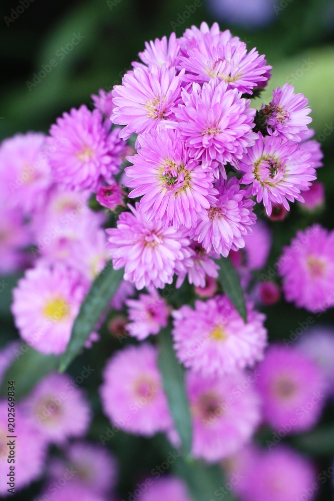 Chrysanthemums flower is beautiful in the garden Chrysanthemums flower is beautiful in the garden