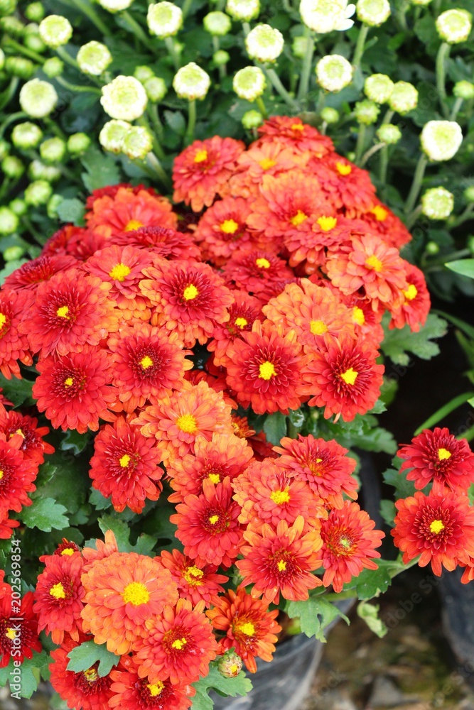 Chrysanthemums flower is beautiful in the garden Chrysanthemums flower is beautiful in the garden