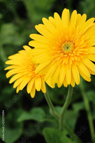 Gerbera flowers in garden with the nature