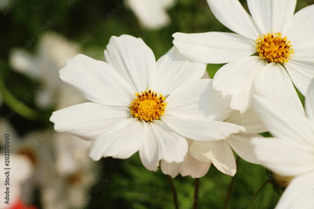 Beautiful cosmos colorful flowers in the garden Beautiful cosmos colorful flowers in the garden