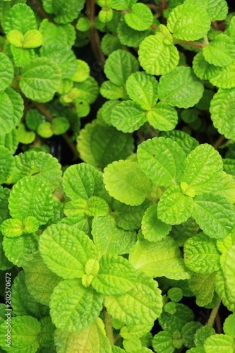 Pepper mint leaves in garden with nature