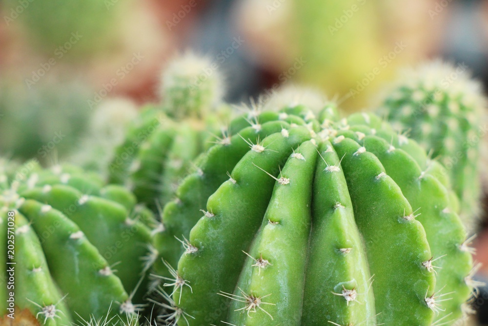 Beautiful small the cactus in the pot Beautiful small the cactus in the pot