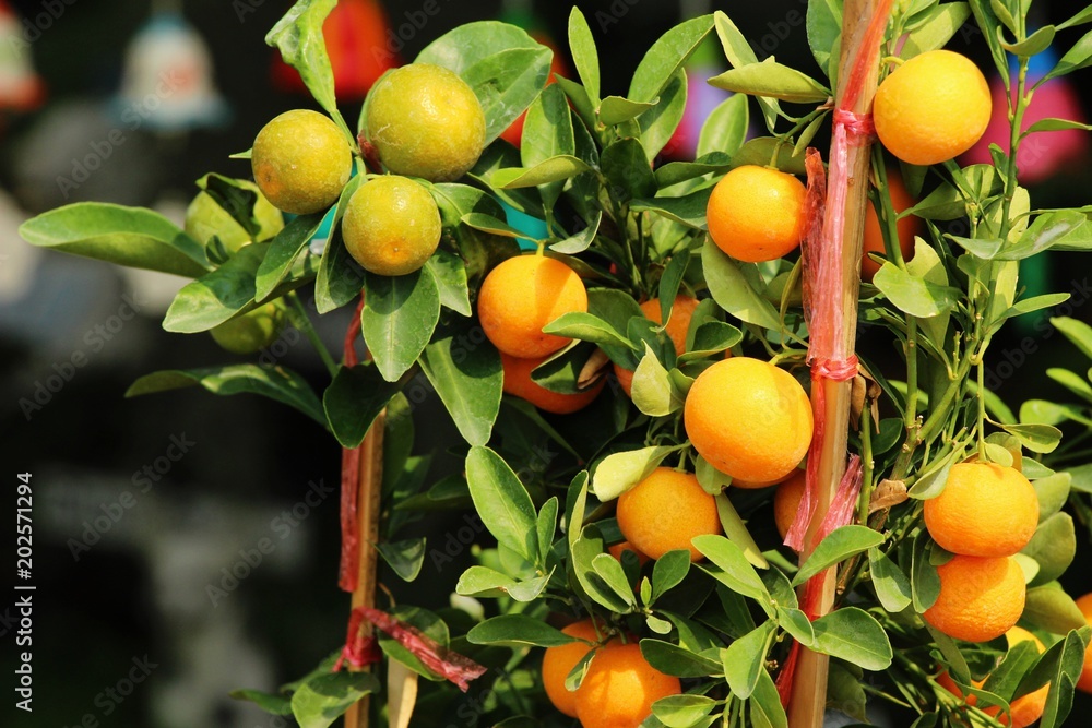 Ripe orange fruit hangs on the tree