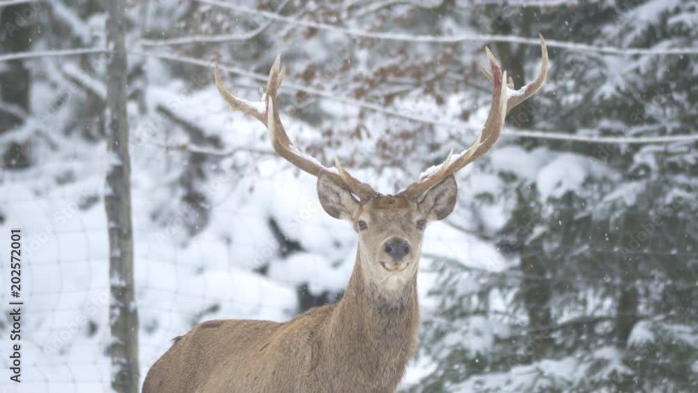 Close up of a deer on a winter day Close up of a deer on a winter day
