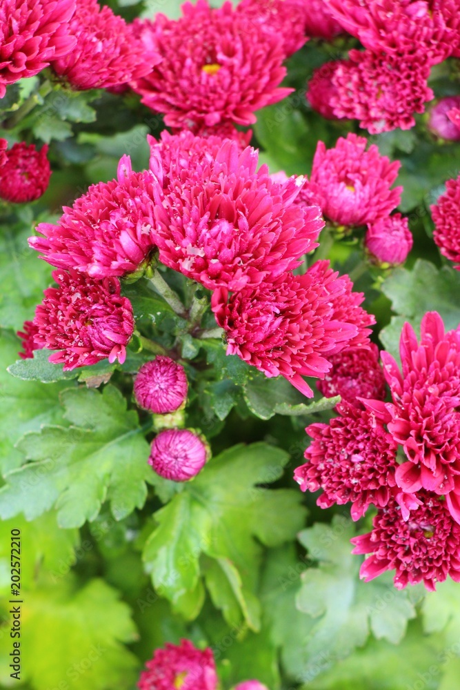 Chrysanthemums flower is beautiful in the garden Chrysanthemums flower is beautiful in the garden