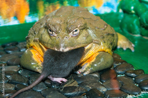 Huge nasty green toad eats black Mouse