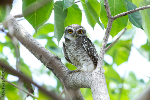 Spotted owlet on branch. This common resident species has been captured at Suan Luang Park, Bangkok, Thailand.  