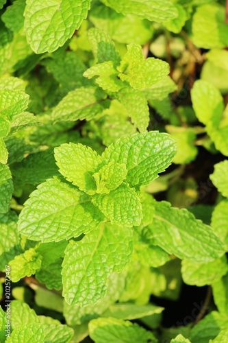 Pepper mint leaves in garden with nature