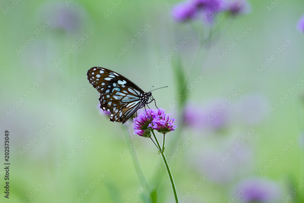 Butterfly on pink flower 