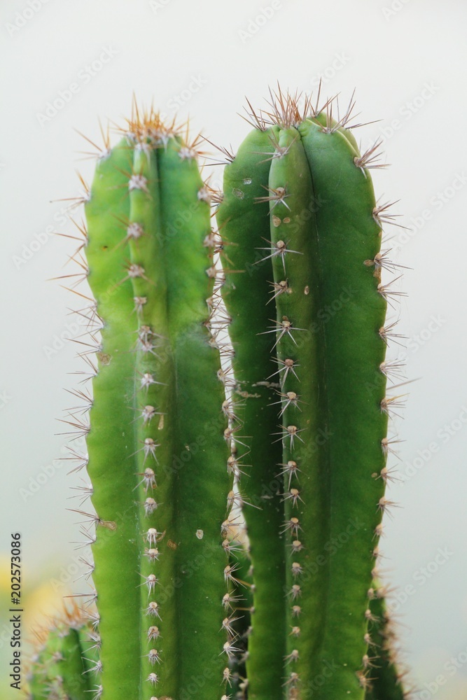 Beautiful the cactus in garden with nature