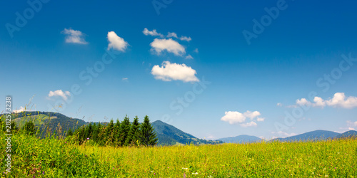 mountain summer landscape. pine trees near meadow and forest on hillside under sky with clouds