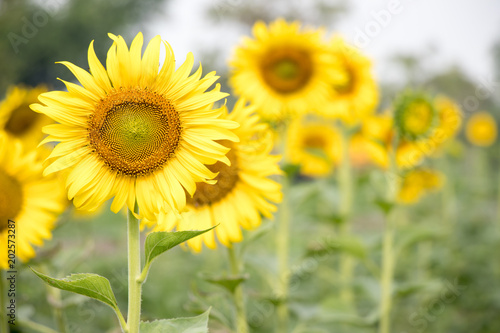 Beautiful yellow sunflower in the farm background