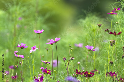 Pink flower on green background © Supaluk