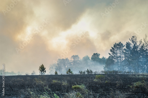 Forest fire, burning peat