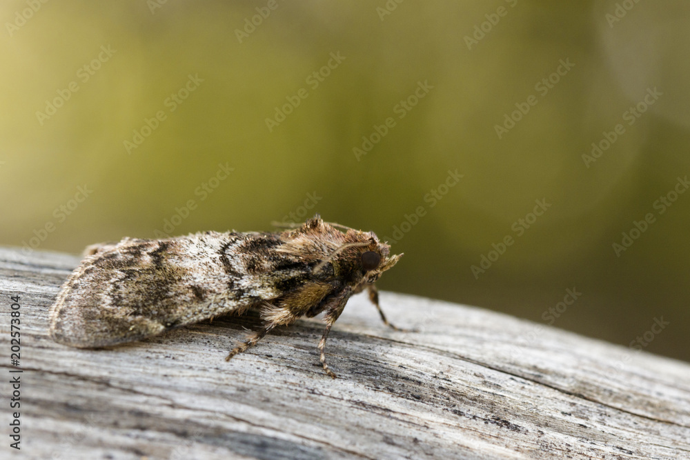 Image of Brown Moth (Nannoarctia tripartita) on tree. Insect. Animal. Image of Brown Moth (Nannoarctia tripartita) on tree. Insect. Animal.