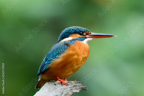 Common kingfisher ()alcedo atthiss)T It also known as the Eurasian and river kingfisher, is a small kingfisher with seven subspecies recognized within its wide distribution.