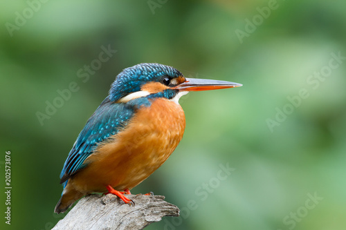 Common kingfisher ()alcedo atthiss)T It also known as the Eurasian and river kingfisher, is a small kingfisher with seven subspecies recognized within its wide distribution.