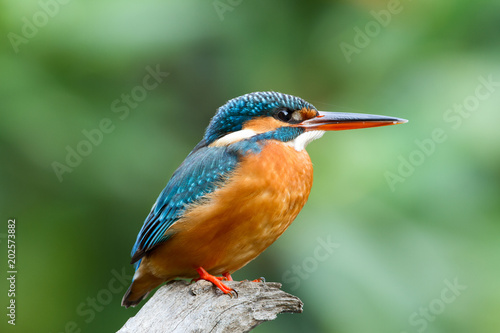 Common kingfisher rest on branch 