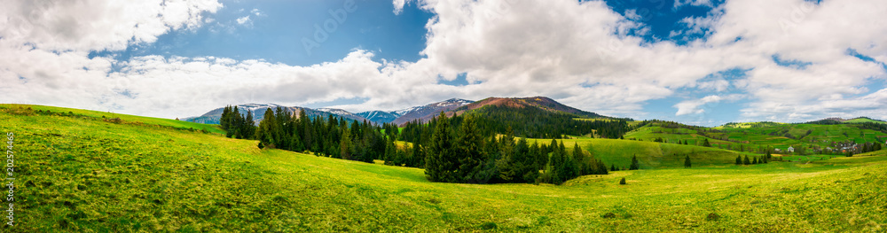 panorama of mountainous landscape in springtime. spruce forest on a grassy hills in the valley of Carpathian mountain. beautiful view of Borzhava mountain ridge with Velykyi verkh peak in the distance