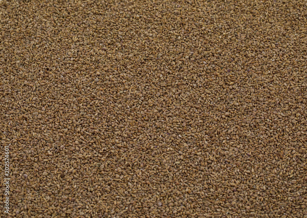 Ajwain Also Know as Ajowan, Caraway or Trachyspermum Ammi. Ajwain Also Know as Ajowan, Caraway or Trachyspermum Ammi.