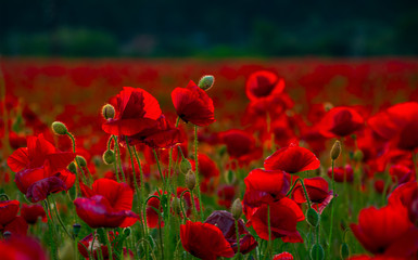 Papier peint photo Coquelicots Gros plan estival sur coquelicot rouge  © Pellinni