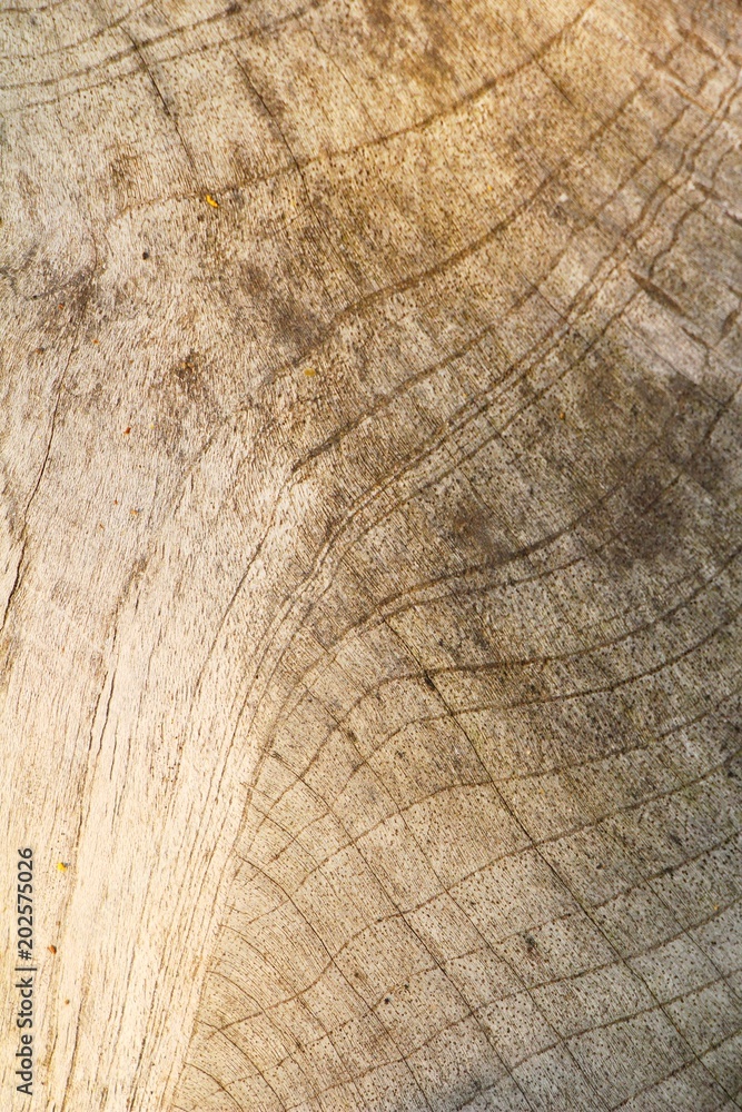 Naklejka premium Old wooden beauty wall background and texture