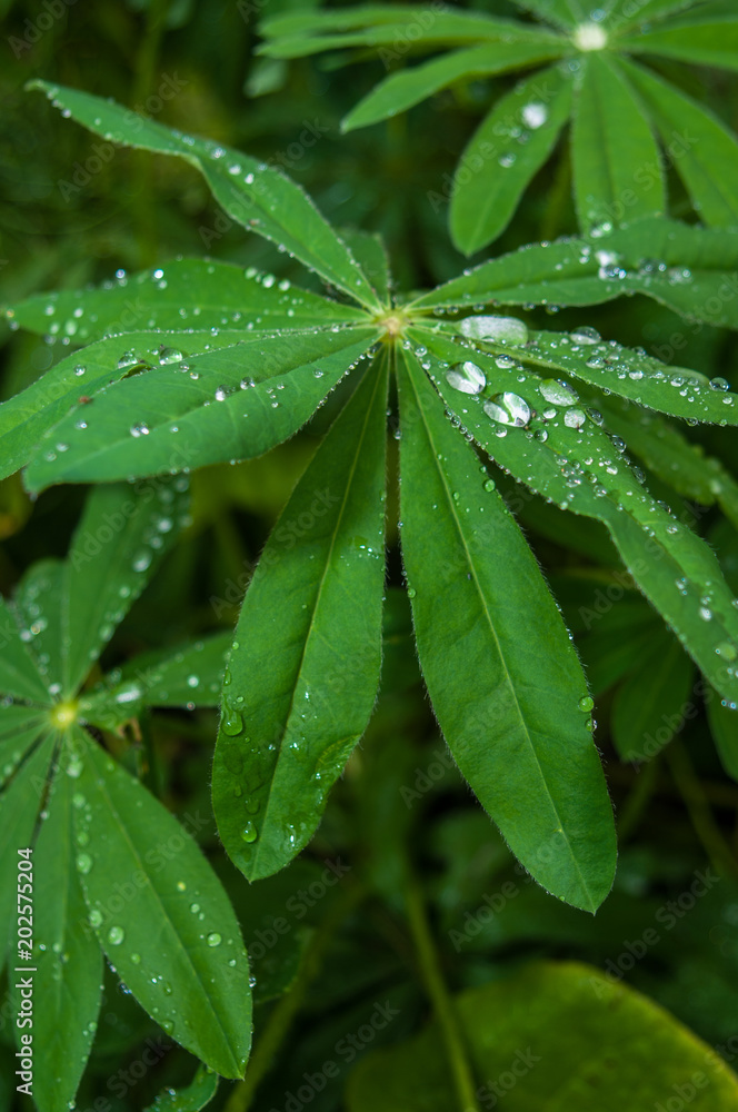 Drops of rain on the leaves of plants Drops of rain on the leaves of plants